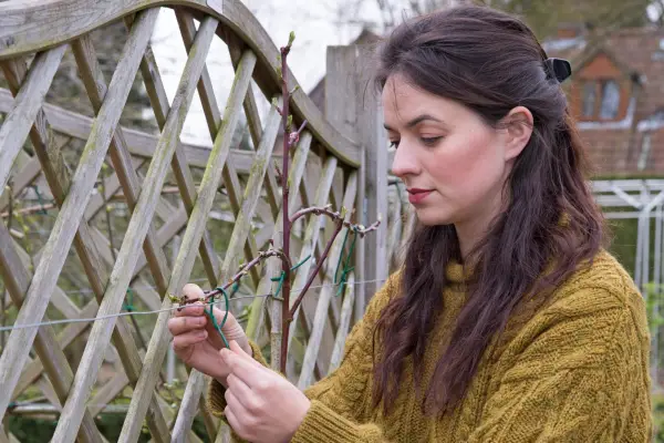 Frances tying in espalier peach, Prunus persica 