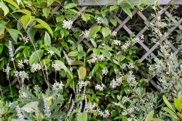 Star jasmine (Trachelospermum jasminoides). Paul Debois