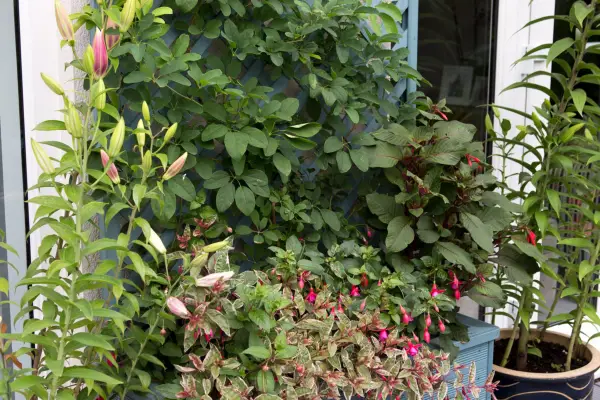 Akebia quinata climbing up container trellis. Sarah Cuttle