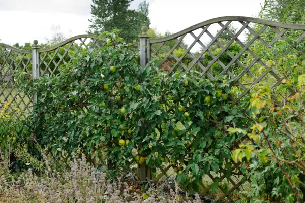 Fruit growing on a curved topped trellis. Jason Ingram