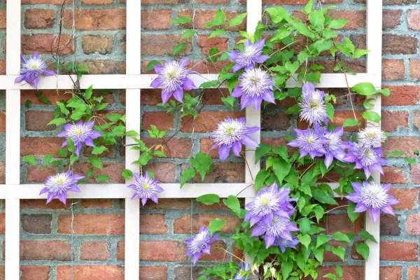 Clematis growing up a house wall. Getty Images