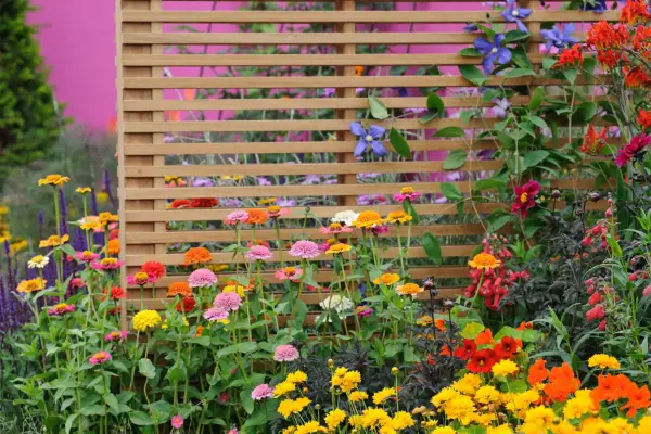 Trellis planted with clematis and used as a screen. Jason Ingram