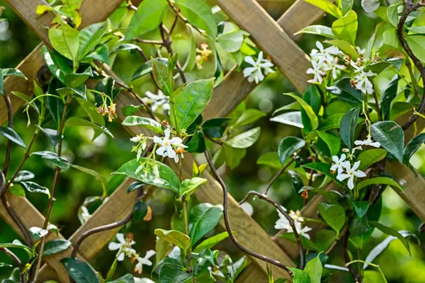 Trachelospermum jasminoides (Star jasmine). Jason Ingram