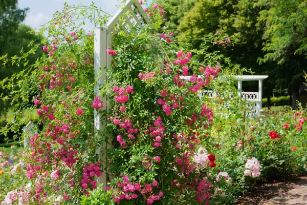 Climbing roses on a free standing trellis. Getty Images