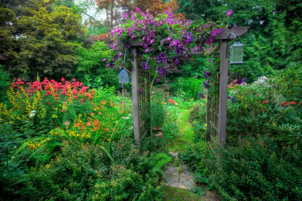 Clematis growing over an arbor. Getty Images
