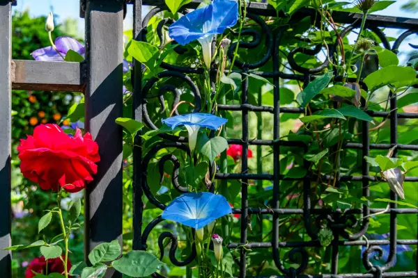 Roses and morning glory growing up metal trellis. Getty Images