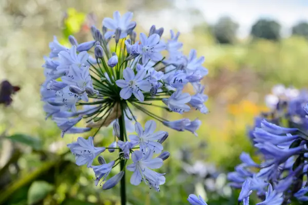 Wie man Agapanthus wächst