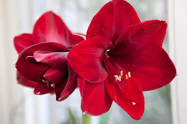 Hvordan man vokser amaryllis
