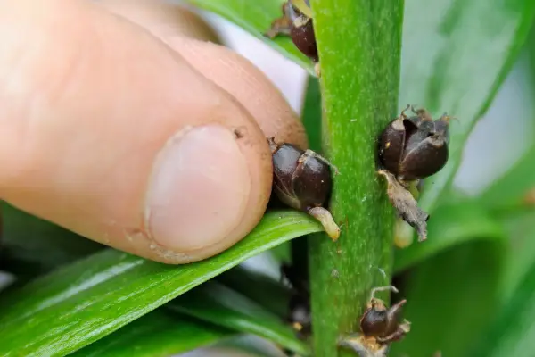 Removing lily bulbils from the plant