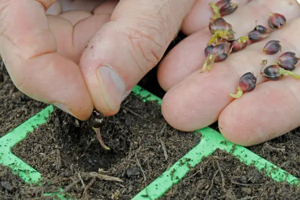 Planting the lily bulbils