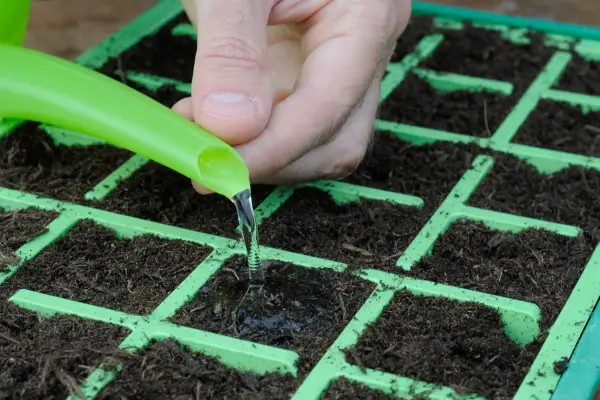 Watering the lily bulbils