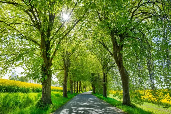 Avenue of lime trees. Getty Images
