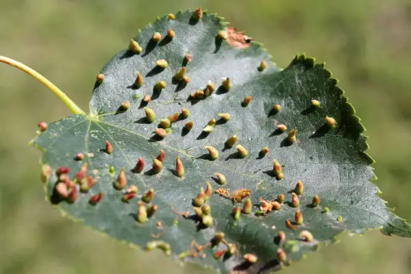 Lime nail galls (Eriophyes tiliae). Getty Images
