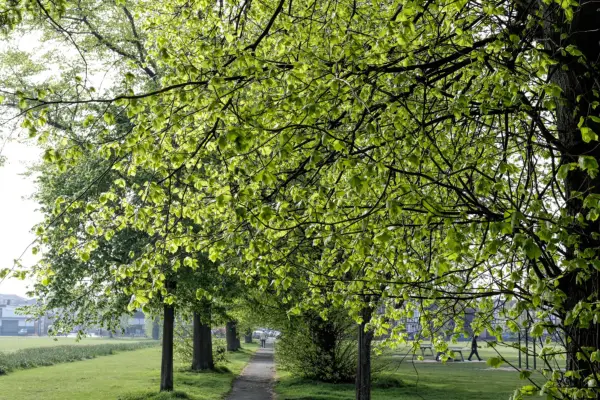 Small leaved lime tree (Tilia cordata). Getty Images