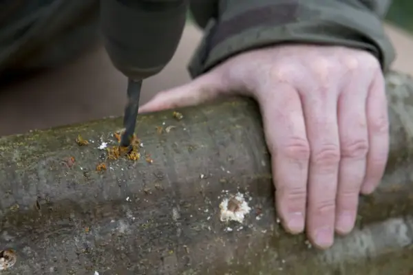 Growing mushrooms - drilling holes in wood