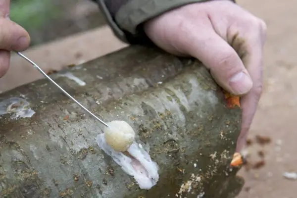Growing mushrooms - sealing the dowel in place