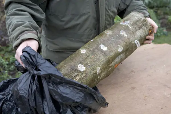 Growing mushrooms - wrapping the log in plastic