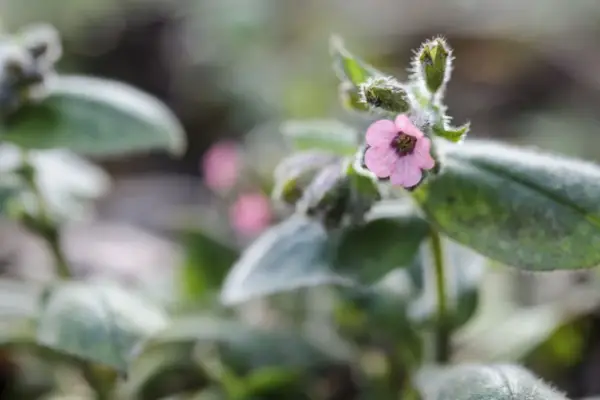 How to grow lungwort - where to grow lungwort
