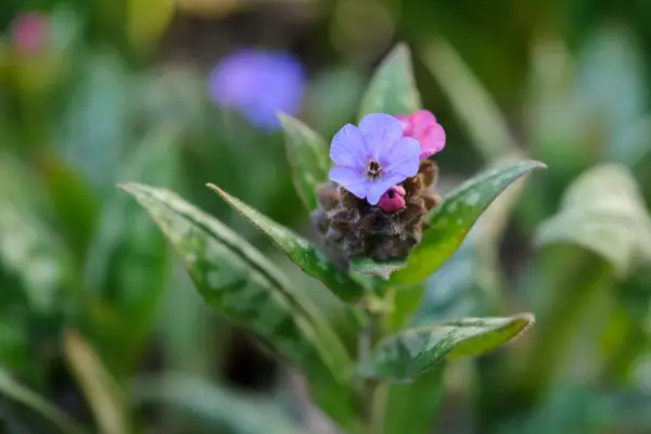 How to grow lungwort - Pulmonaria agustifolia 