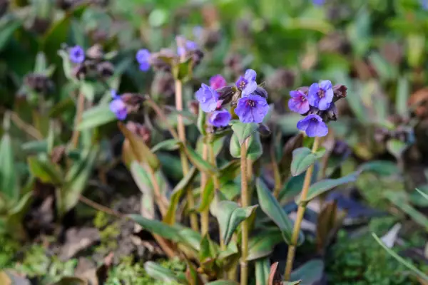 How to grow lungwort
