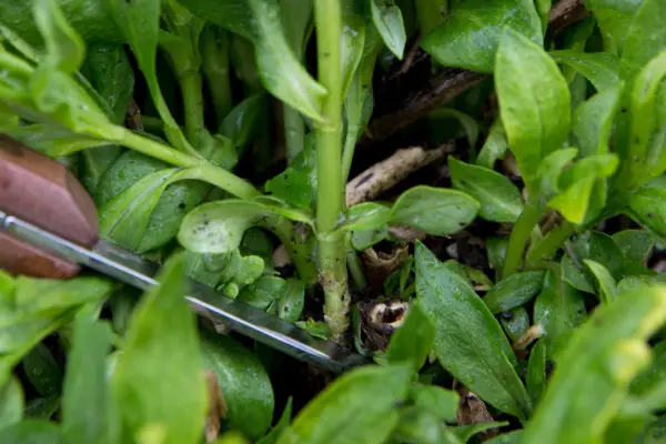 Cutting some of the basal root