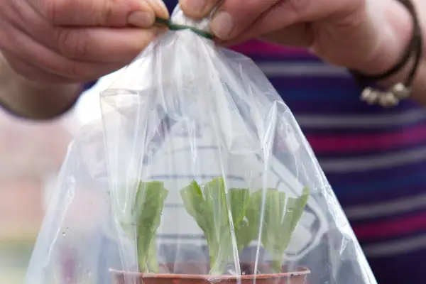 Tying the polythene bag