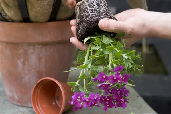 Planting up the hanging basket