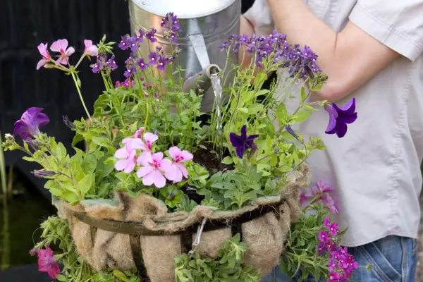 Watering the hanging basket