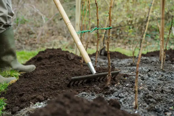 Mulching fruit canes