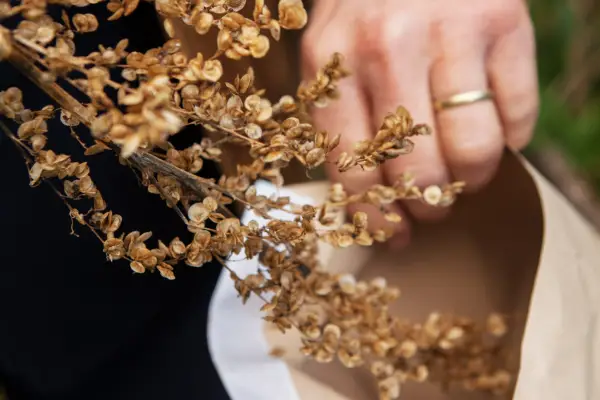 Placing the orache seedhead into a paper bag