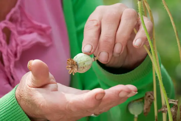collecting-poppy-seeds-2