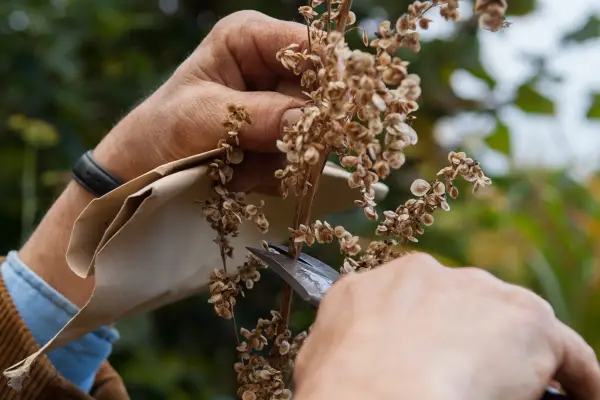 Cum se colectează semințe de orare