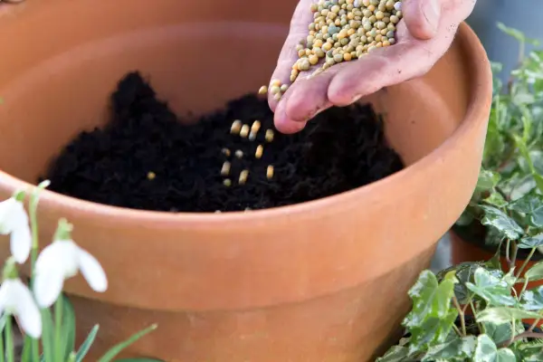 Adding slow-release fertiliser to the compost