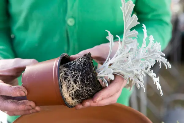 Planting up the container