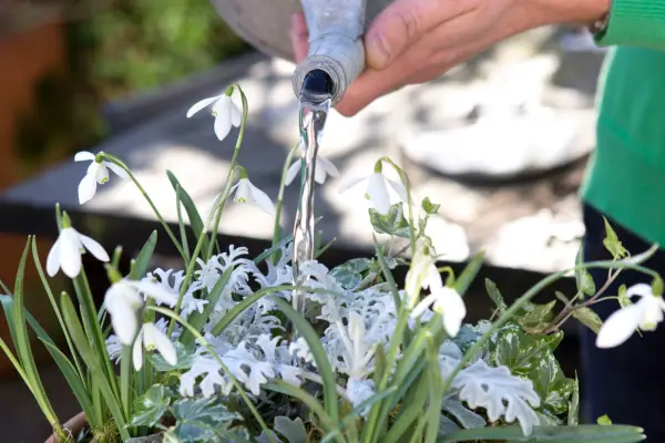 Watering the container