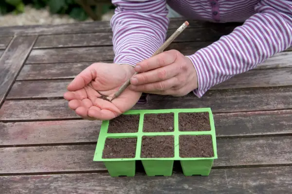 Sowing broccoli seeds