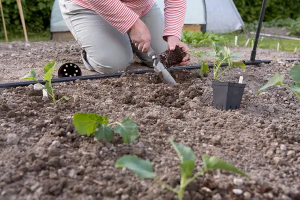Planting out broccoli