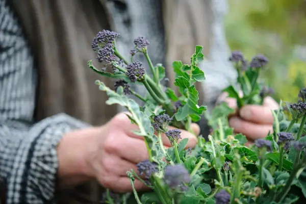 Harvesting purple-sprouting broccoli