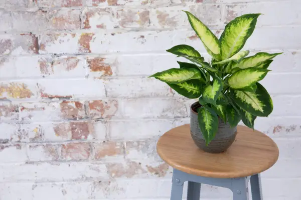 How to grow dieffenbachia – dumb cane