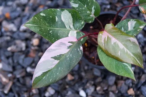 Variegated foliage of Philodendron 