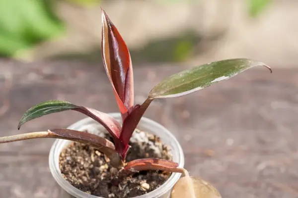 Rooted cutting of Philodendron 