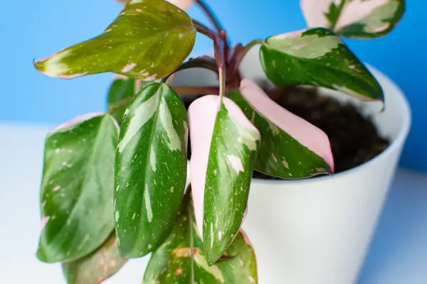 Dropping leaves of Philodendron 