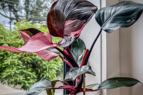 Comment cultiver Philodendron 'Pink Princess'