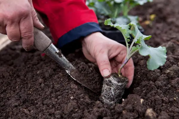 Planting out romanesco