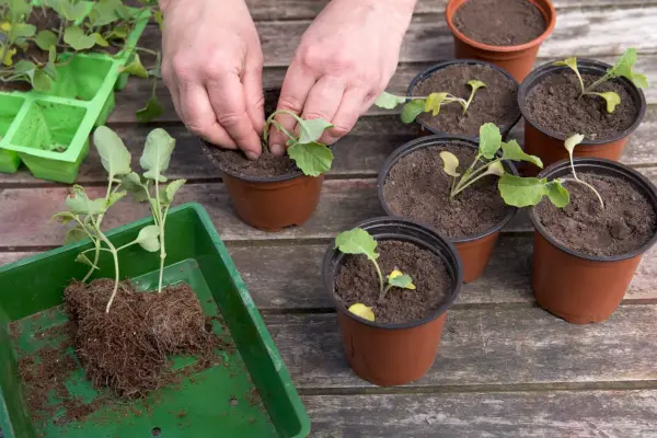 Young romanesco plants