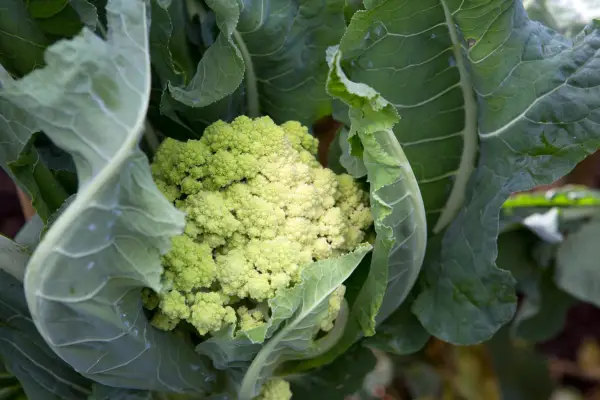 Cum să crești romanesco