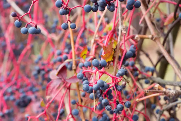 How to grow Virginia creeper - Virginia creeper with berries, growing against a wall. Getty.