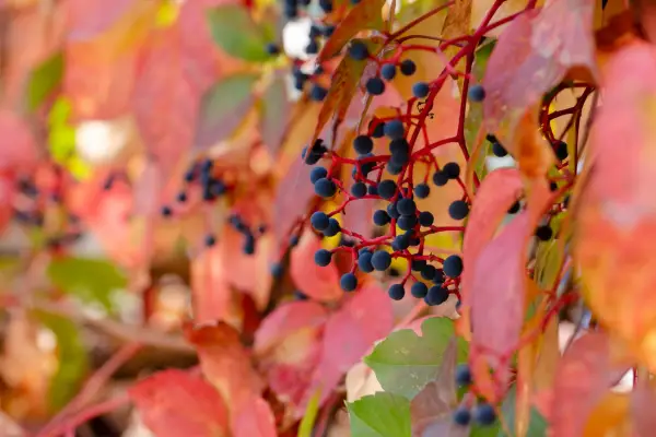 How to grow Virginia creeper - Virginia creeper with berries