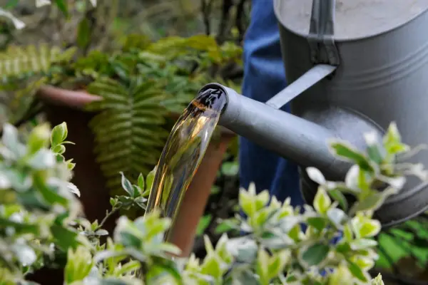 Hvordan man laver et comfrey -feed