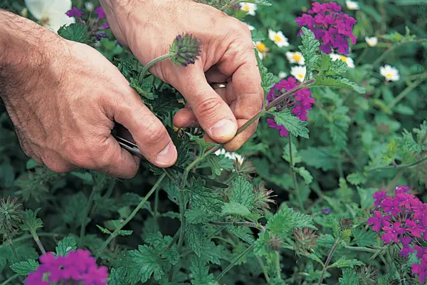 How to take verbena cuttings - taking cuttings in the morning